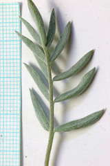 Astragalus eurekensis