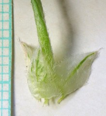 Astragalus eurekensis