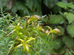 Centropogon dissectus