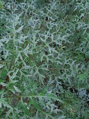 Centropogon dissectus