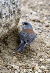 Junco hyemalis dorsalis