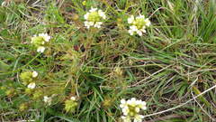 Triphysaria floribunda