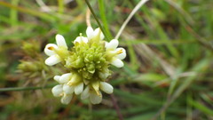 Triphysaria floribunda