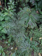 Centropogon dissectus