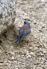 Junco hyemalis dorsalis