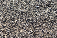 Liolaemus atacamensis