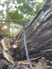 Entoloma panniculus