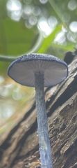 Entoloma panniculus