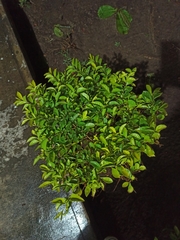 Duranteae