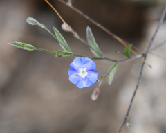 Evolvulus arizonicus