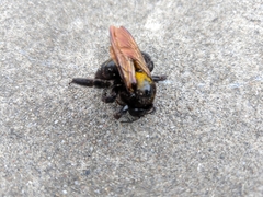 Xylocopa sonorina