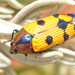 Castiarina quadrifasciata - Photo (c) Dianne Clarke, some rights reserved (CC BY-NC), uploaded by Dianne Clarke