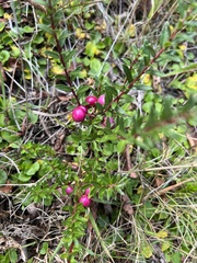 Gaultheria poeppigii