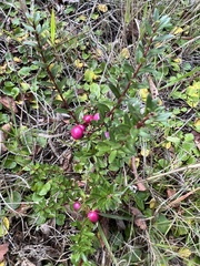 Gaultheria poeppigii