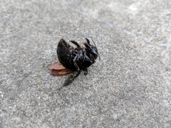Xylocopa sonorina
