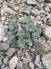 Cymopterus gilmanii