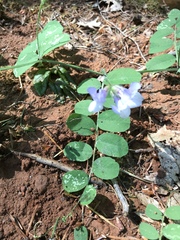 Lathyrus nevadensis