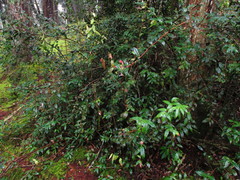 Gloiocephala quercetorum