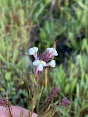 Triphysaria versicolor versicolor