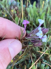 Triphysaria versicolor versicolor