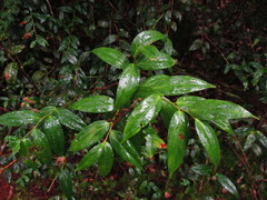 Gloiocephala quercetorum