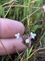 Triphysaria versicolor versicolor