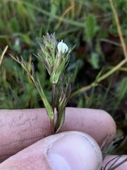 Triphysaria versicolor versicolor