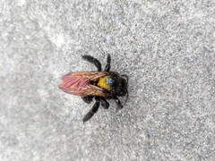Xylocopa sonorina