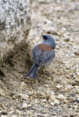 Junco hyemalis dorsalis