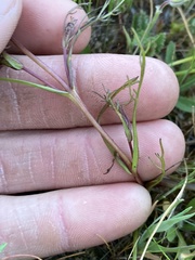 Triphysaria versicolor versicolor