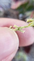 Pectocarya linearis ferocula