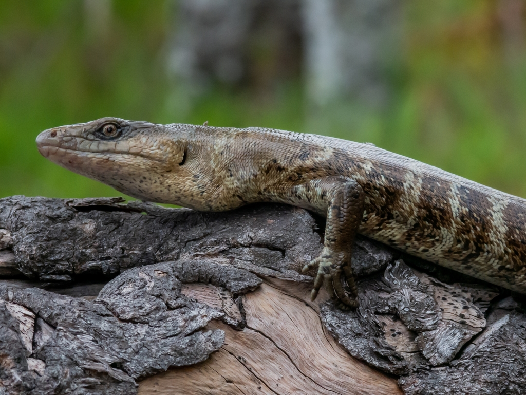 Bocourt's Terrific Skink
