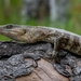 Bocourt's Terrific Skink - Photo (c) Decourt Théo, some rights reserved (CC BY-NC), uploaded by Decourt Théo