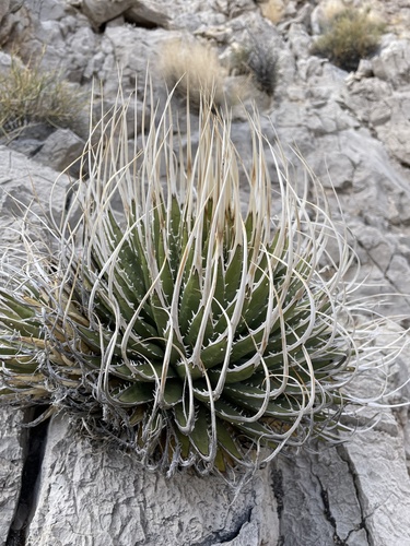 Agave utahensis var. eborispina