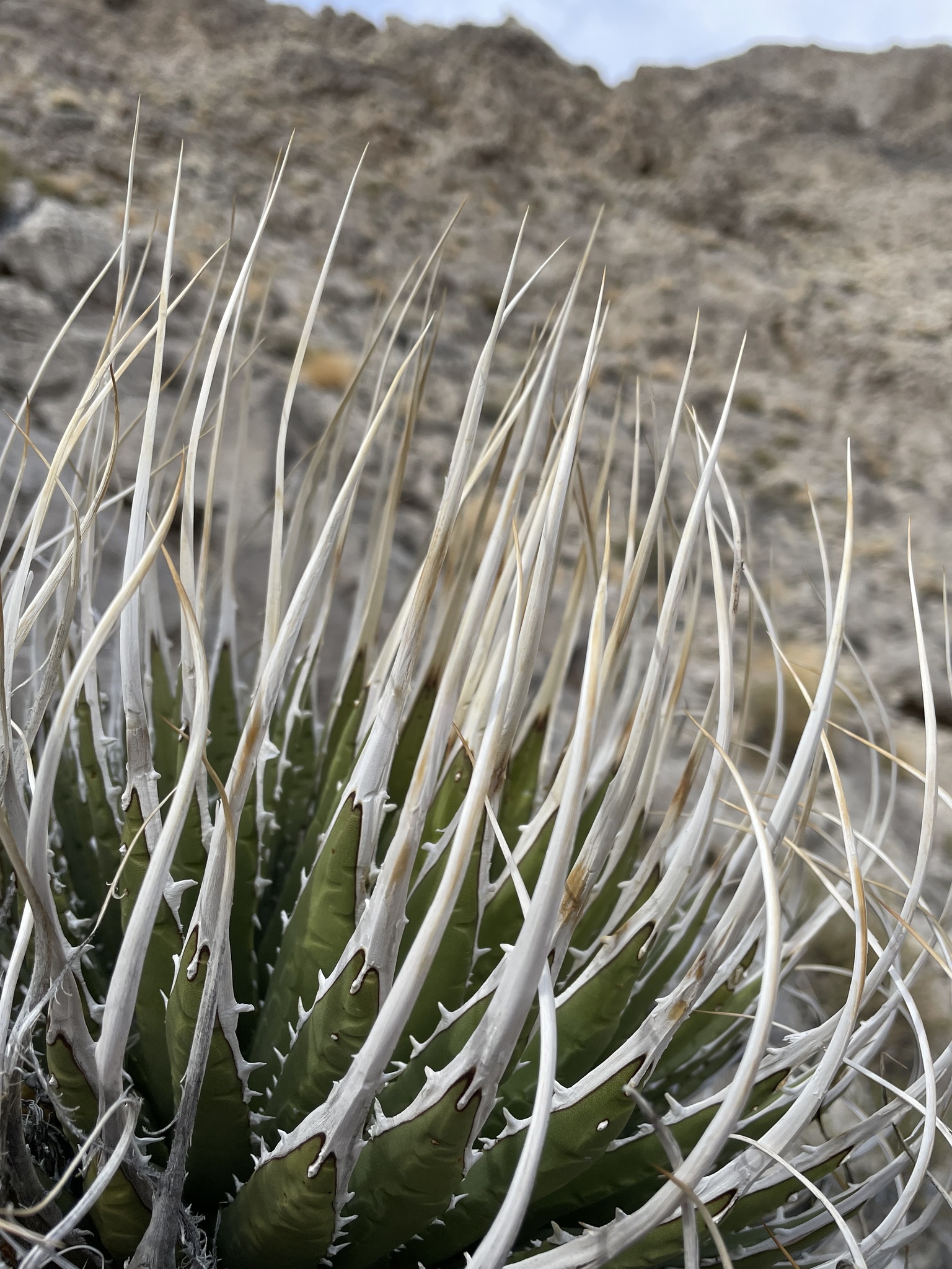 Ivory-spined Agave (Variety Agave utahensis eborispina) · iNaturalist
