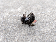 Xylocopa sonorina