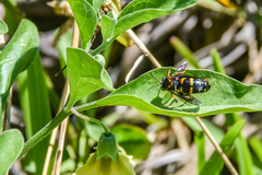 Bicyrtes insidiatrix