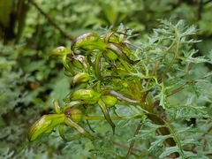 Centropogon dissectus