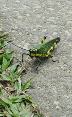 Chromacris psittacus pacificus