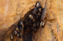 Malagasy Straw-Colored Fruit Bat photo 3