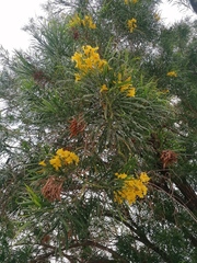 Astianthus viminalis