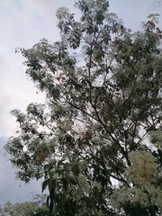 Astianthus viminalis