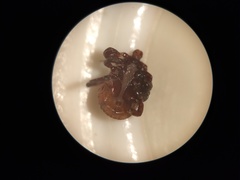 Dermacentor similis