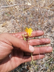 Chamaecrista fagonioides