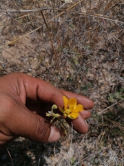 Chamaecrista fagonioides