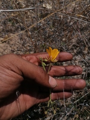 Chamaecrista fagonioides