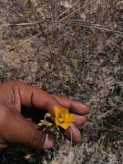 Chamaecrista fagonioides