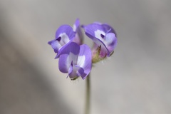 Astragalus nuttallianus trichocarpus