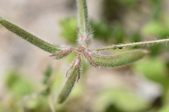 Astragalus nuttallianus trichocarpus
