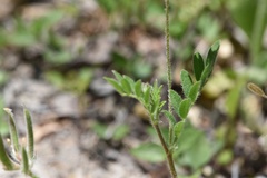 Astragalus nuttallianus trichocarpus